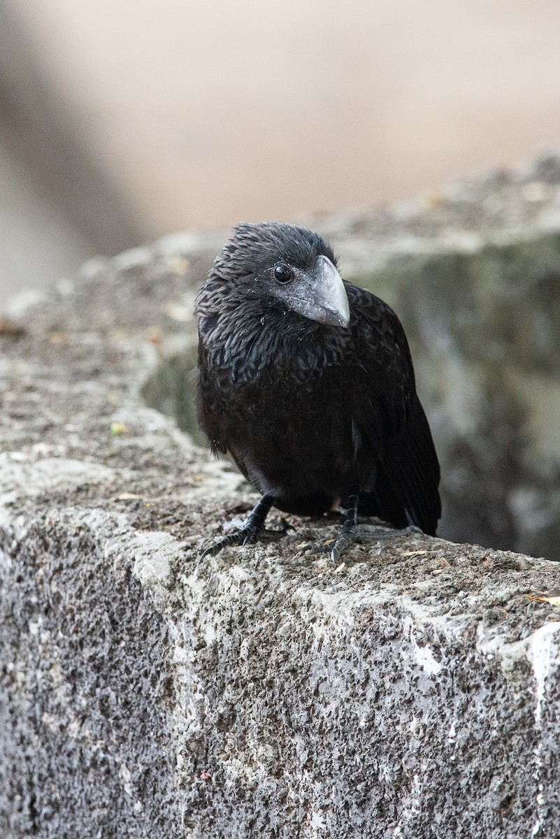 Smooth-billed Ani - ML647050092