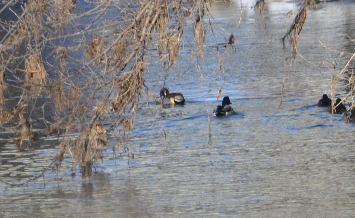 Northern Pintail - ML647050095
