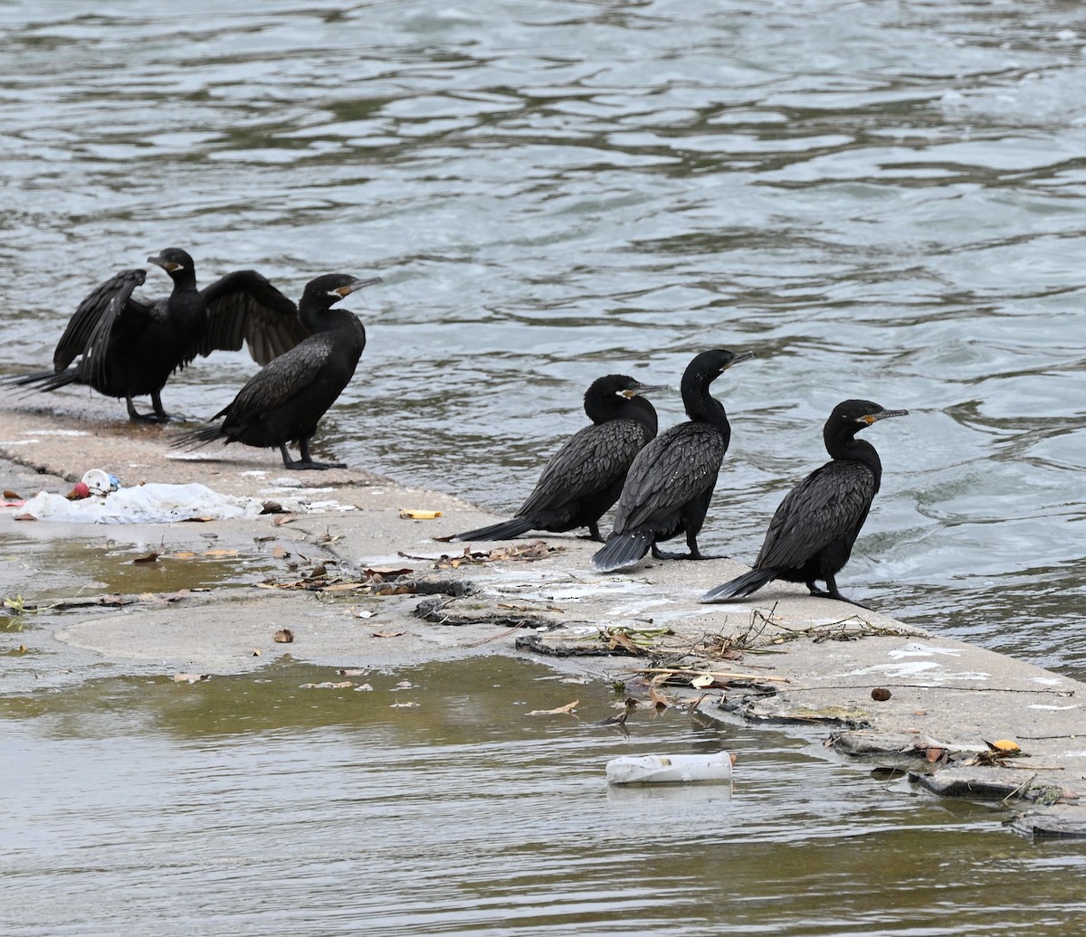 Neotropic Cormorant - ML647050102