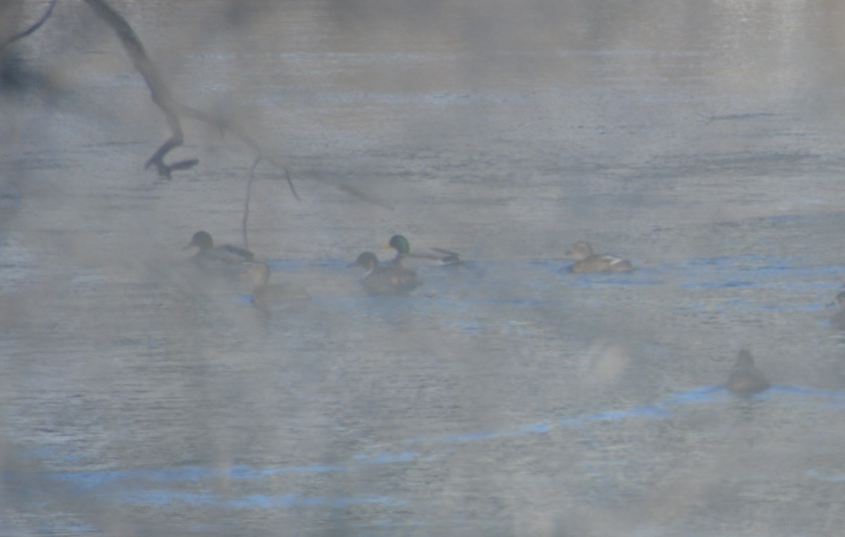 Northern Pintail - ML647050108