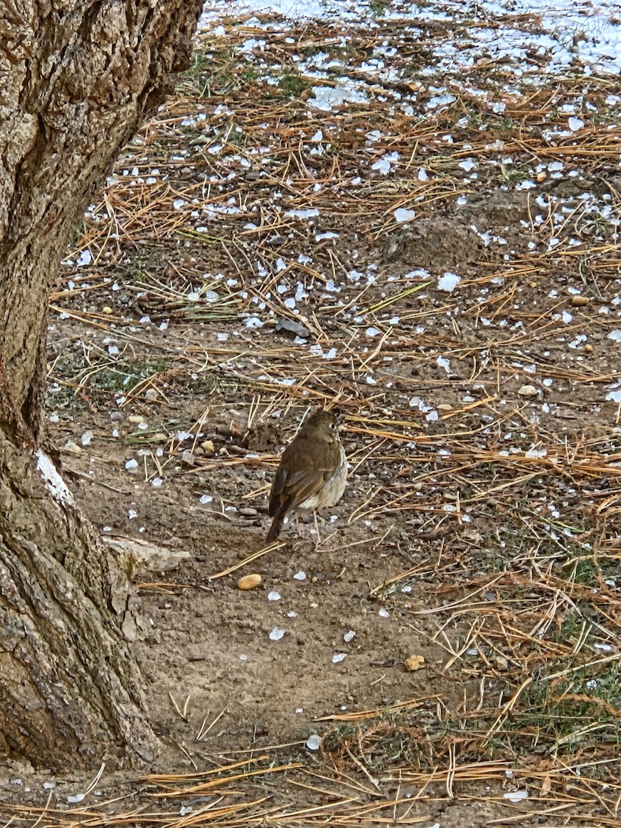 Zorzalito Colirrufo - ML647050111