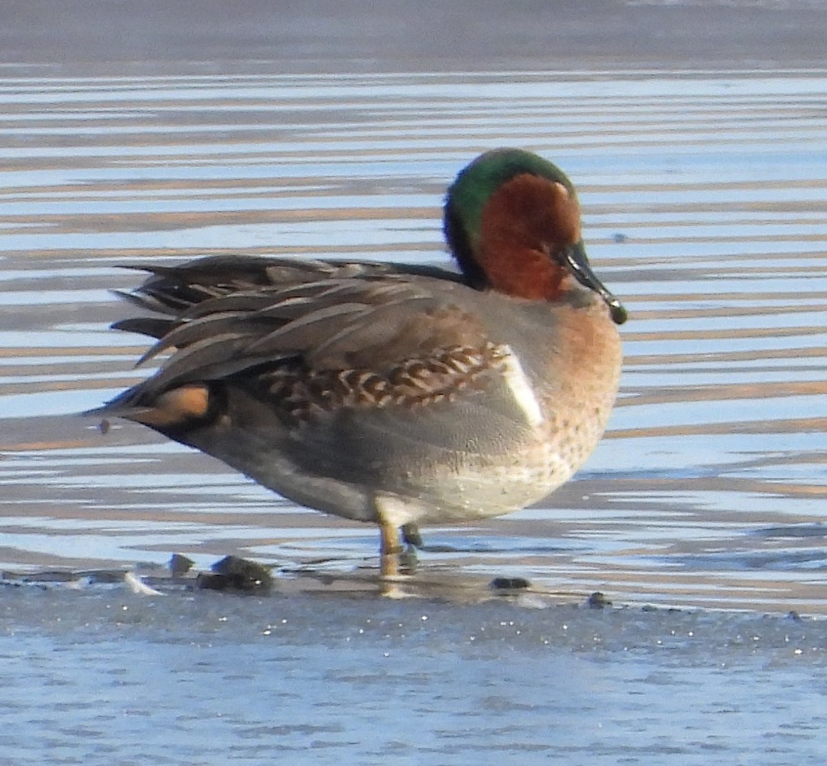 Green-winged Teal - ML647050117