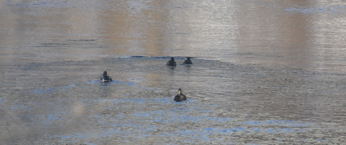 Ring-necked Duck - ML647050126