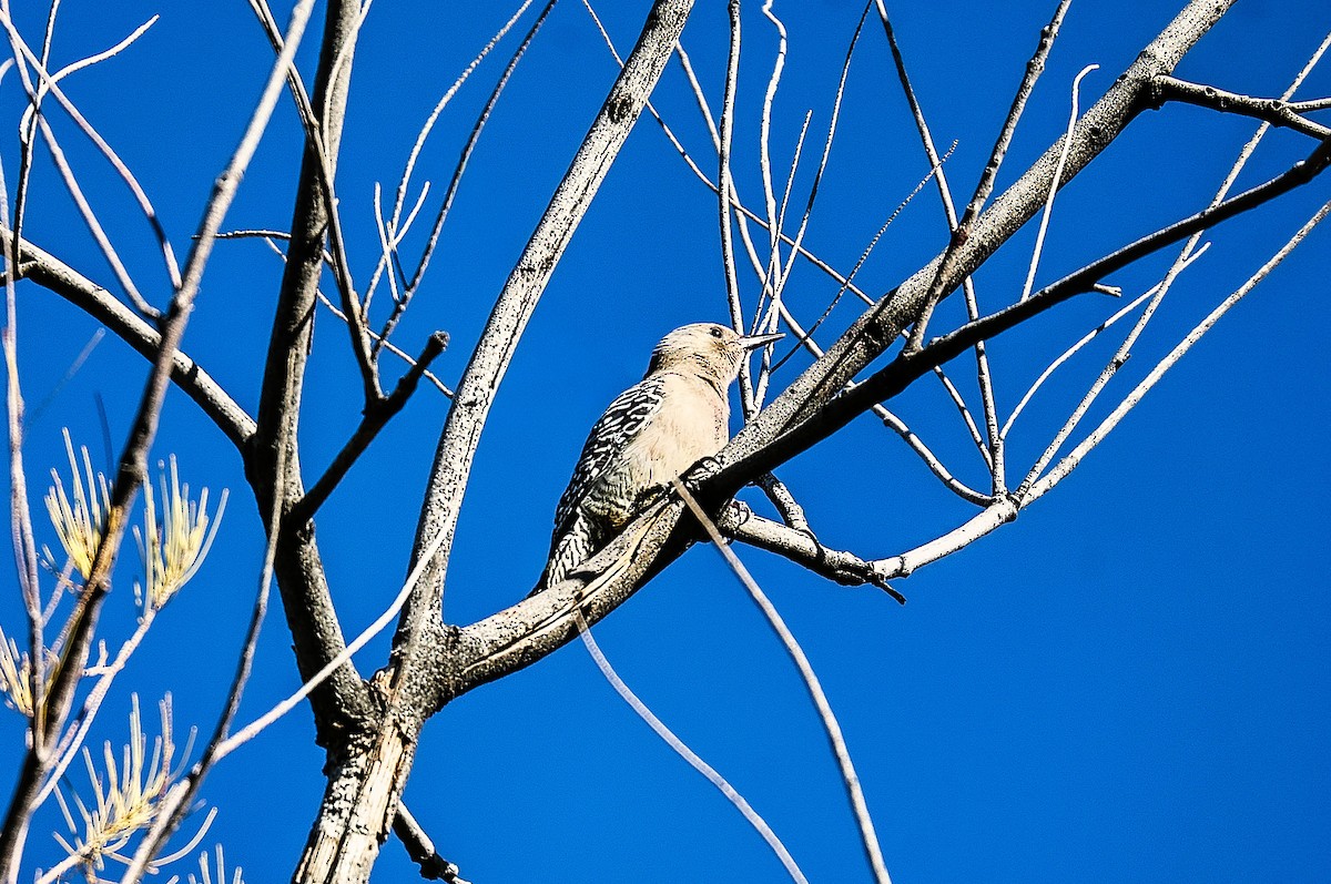 Gila Woodpecker - ML647050129