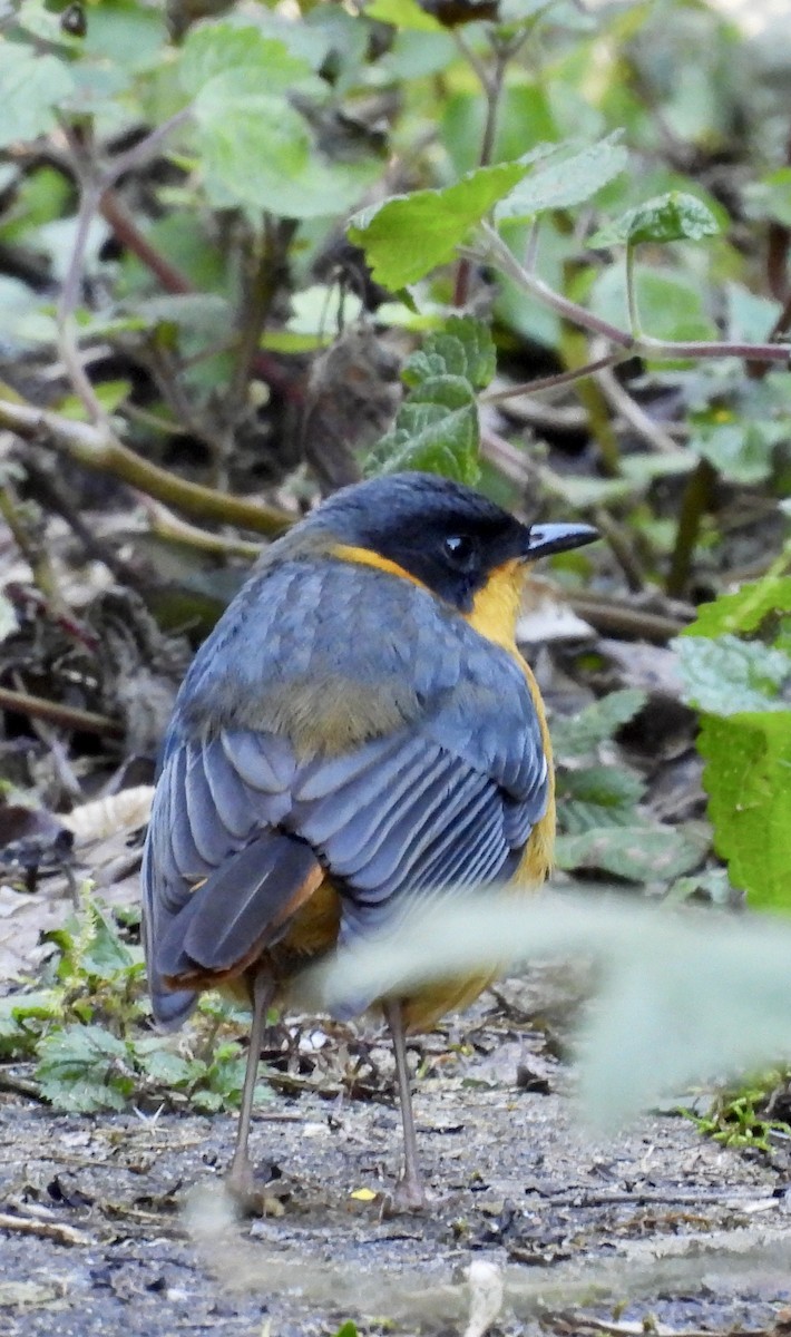 チャバラツグミヒタキ - ML647050130