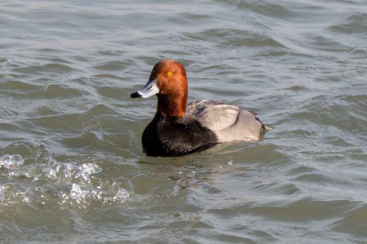 Redhead - ML647050136