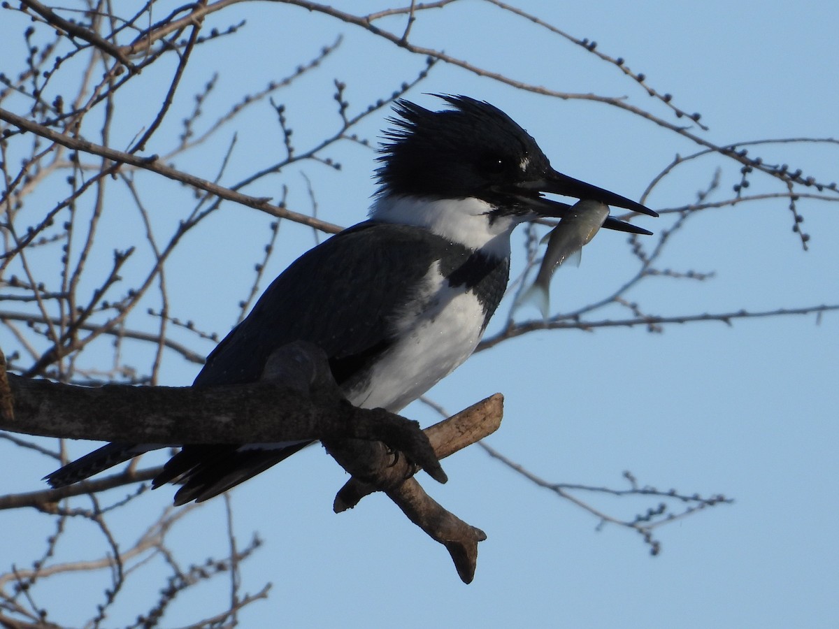 Belted Kingfisher - ML647050137