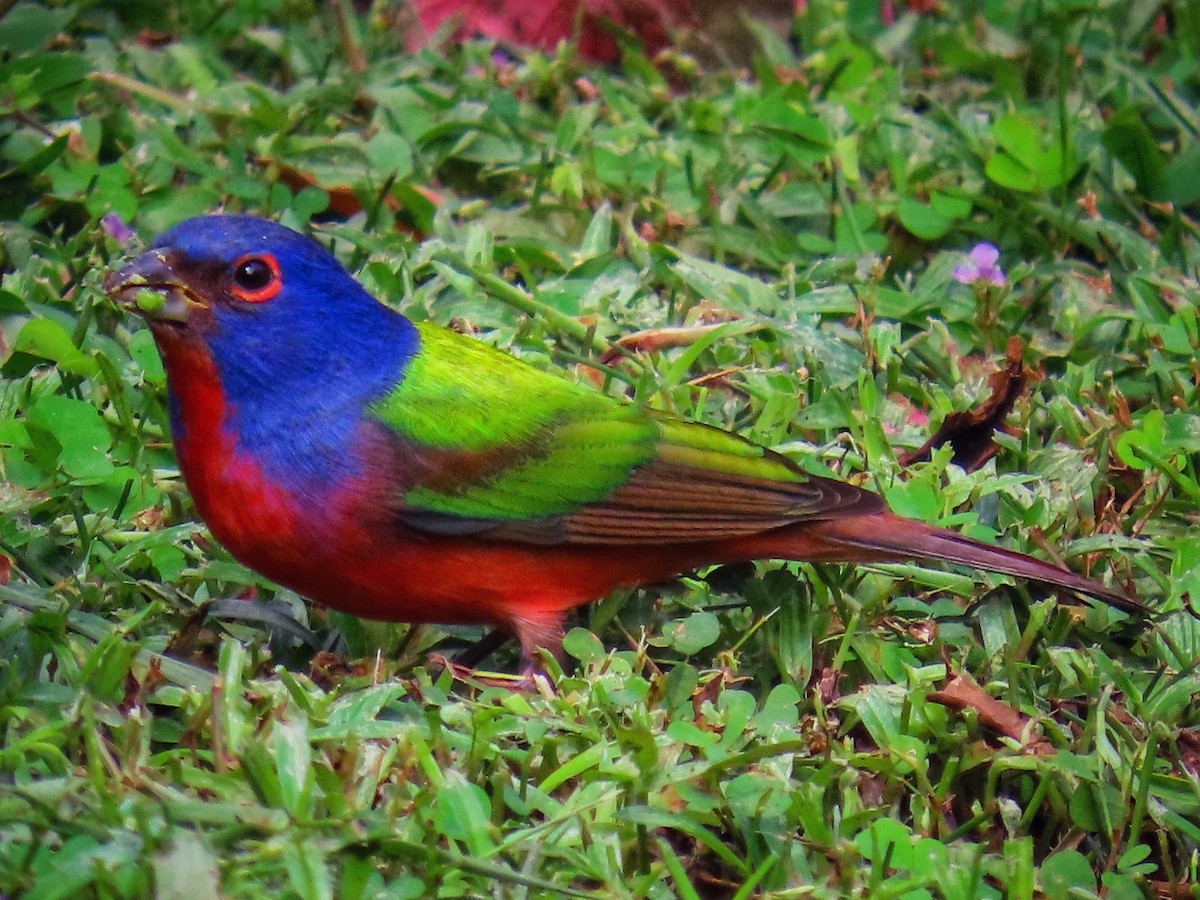 Painted Bunting - ML647050138