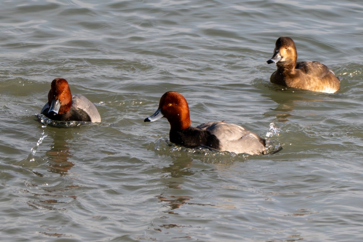 Redhead - ML647050139