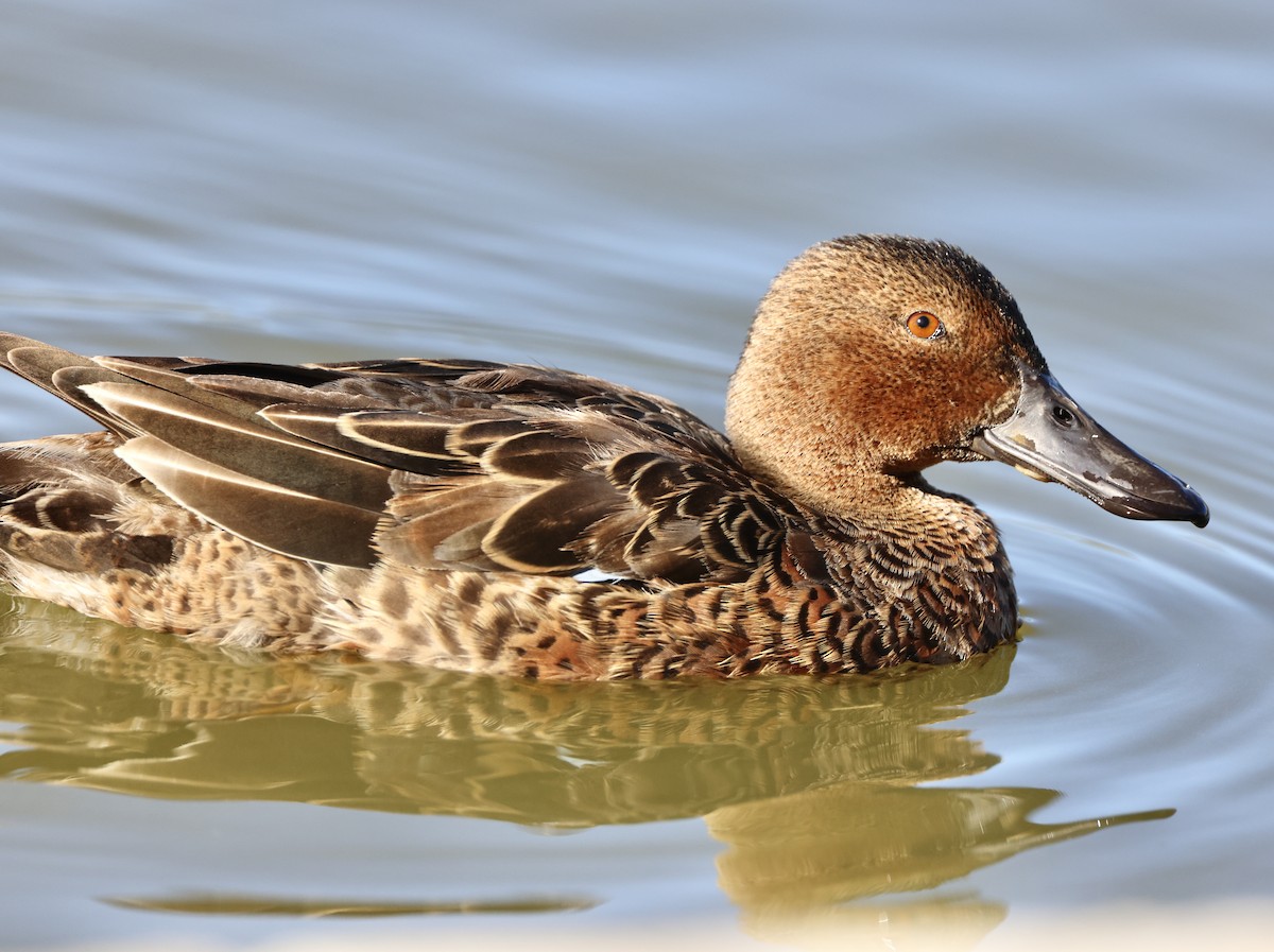 čírka skořicová - ML647050152