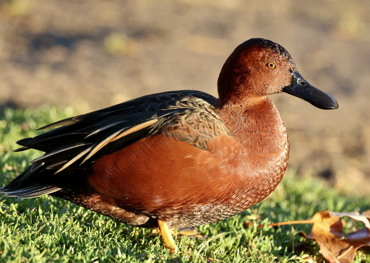 čírka skořicová - ML647050158