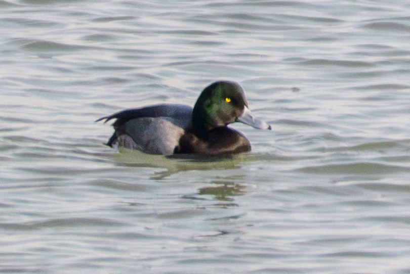 Greater Scaup - ML647050166