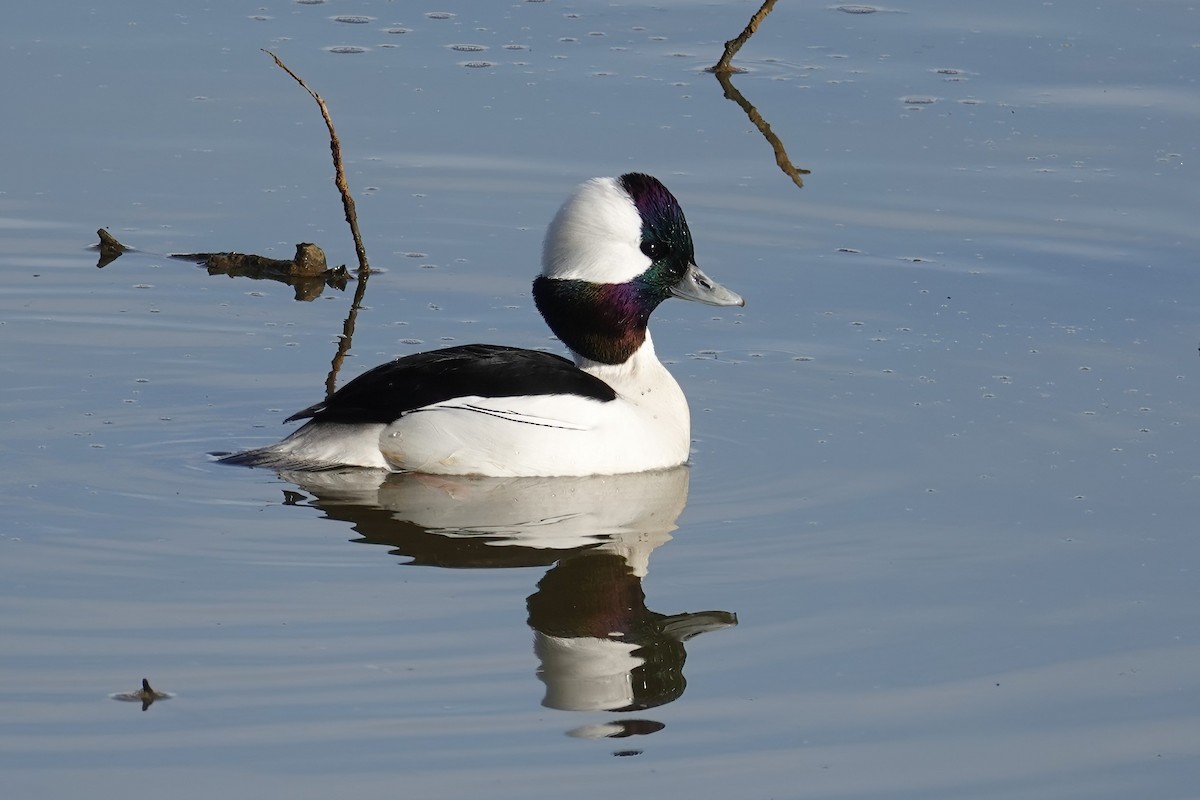 Гоголь-головастик - ML647050168