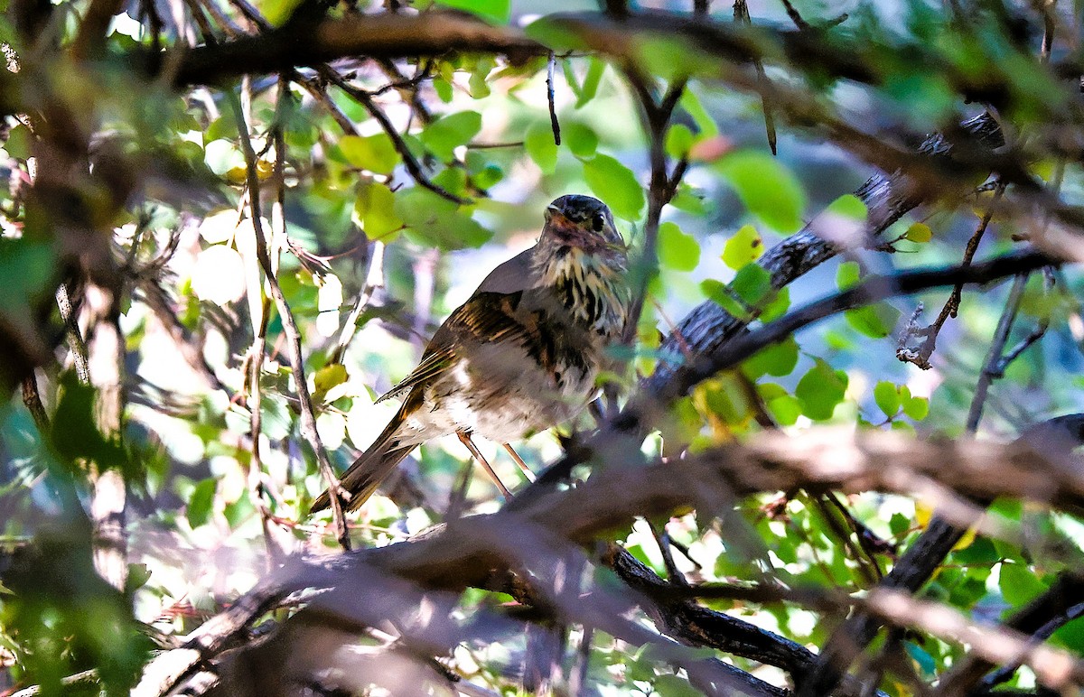 Zorzalito Colirrufo - ML647050181