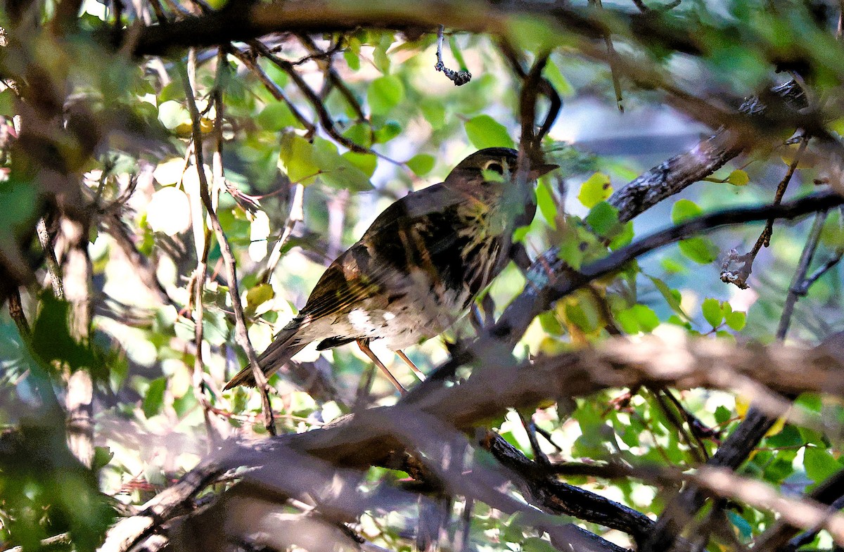 Zorzalito Colirrufo - ML647050182