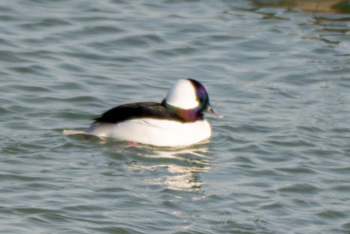 Гоголь-головастик - ML647050192