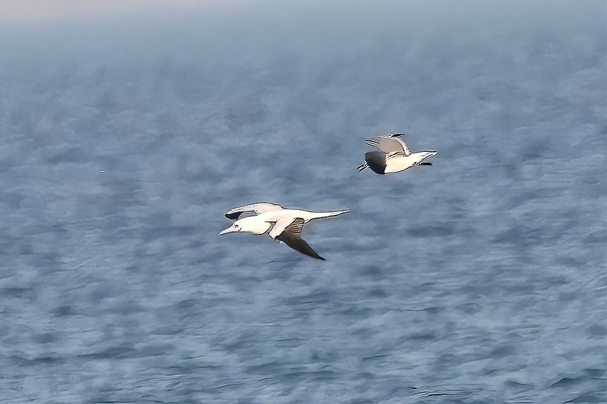 Красноногая олуша - ML647050197