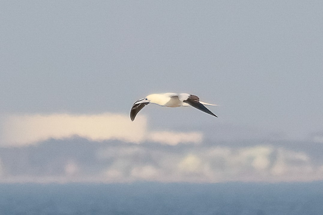 Красноногая олуша - ML647050198