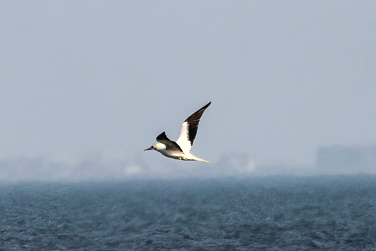 Красноногая олуша - ML647050199