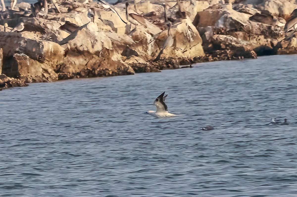 Красноногая олуша - ML647050200