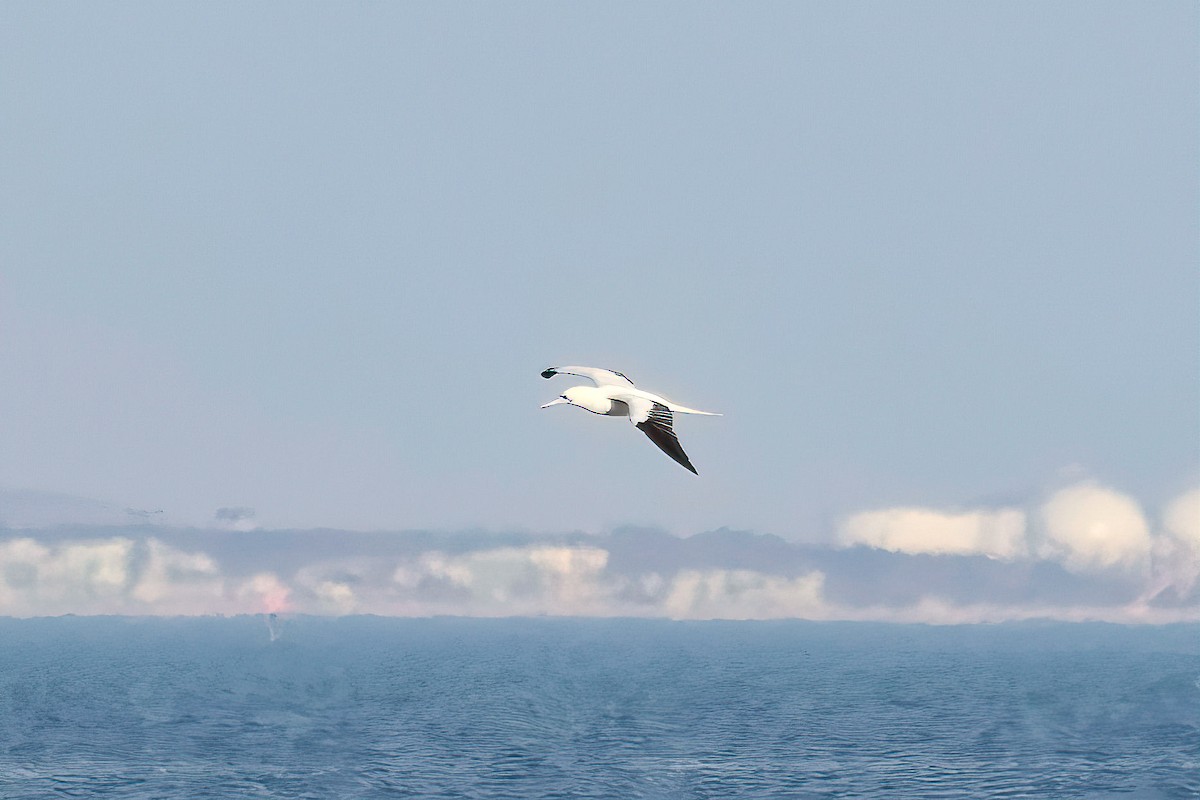 Красноногая олуша - ML647050201