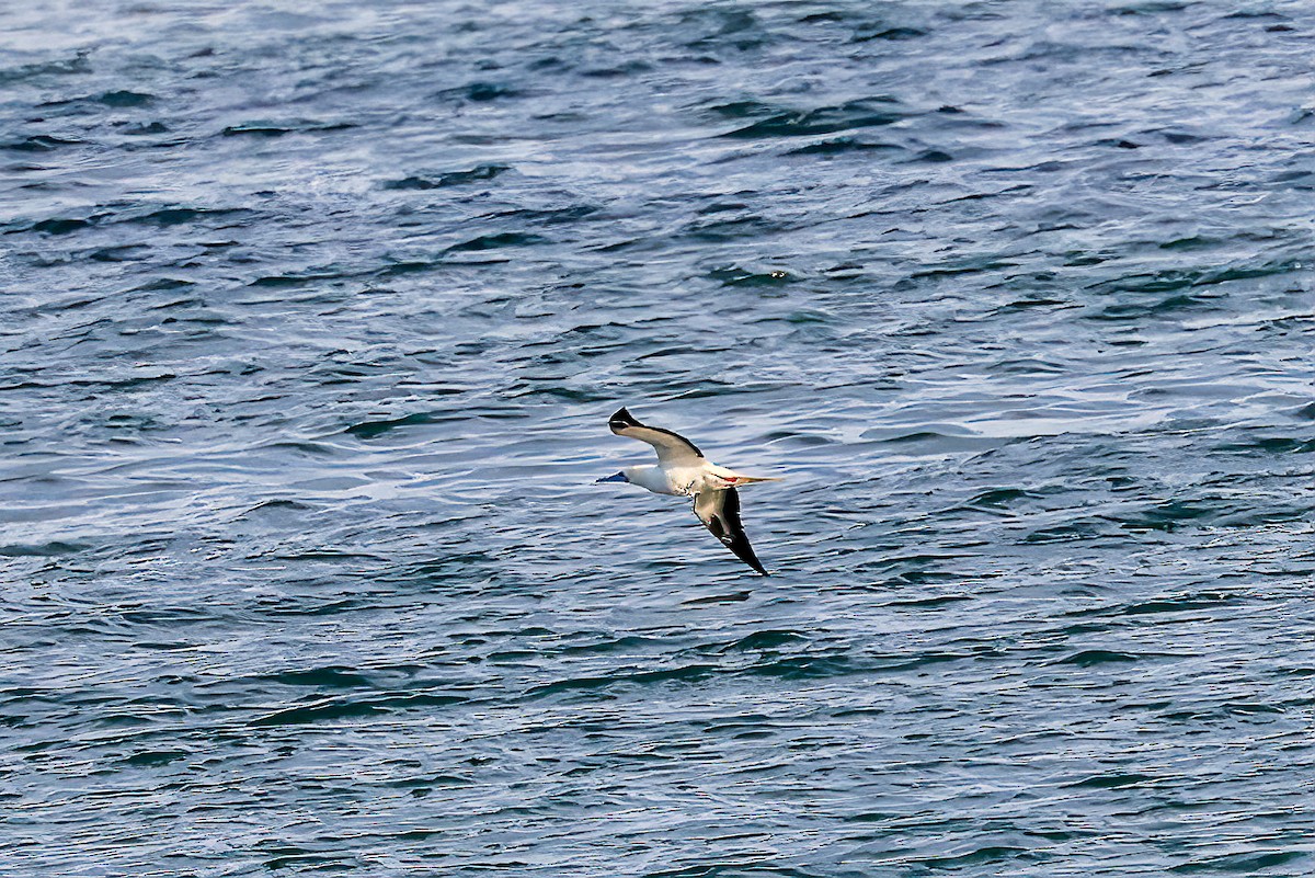 Красноногая олуша - ML647050202