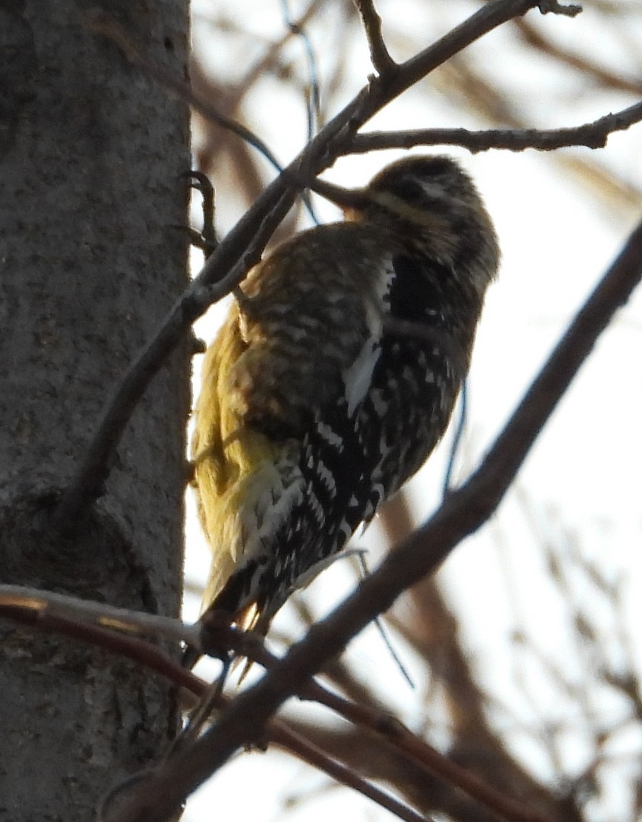Yellow-bellied Sapsucker - ML647050212