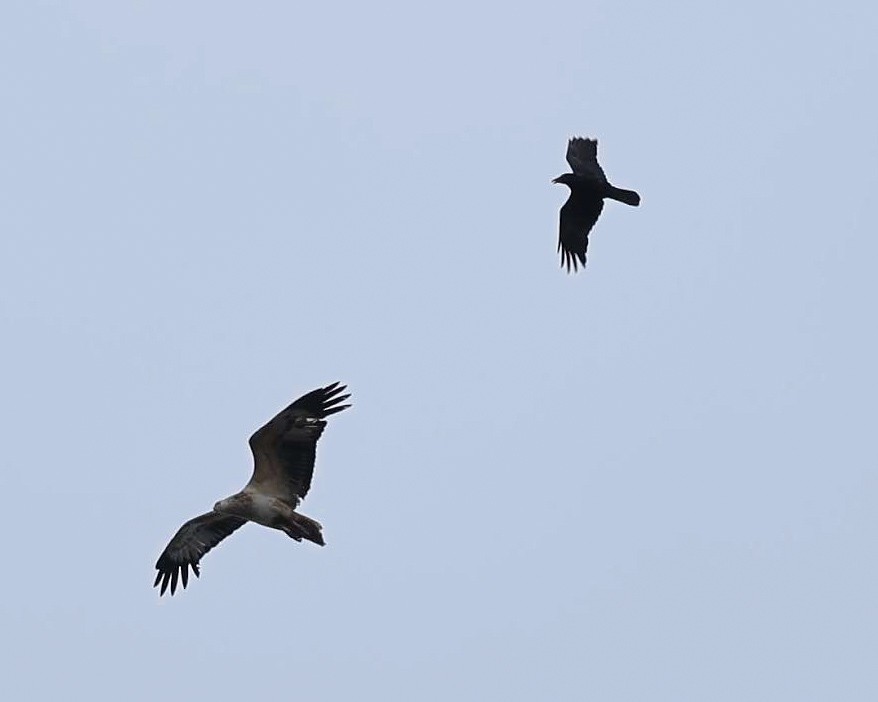 hvitbukhavørn - ML647050213