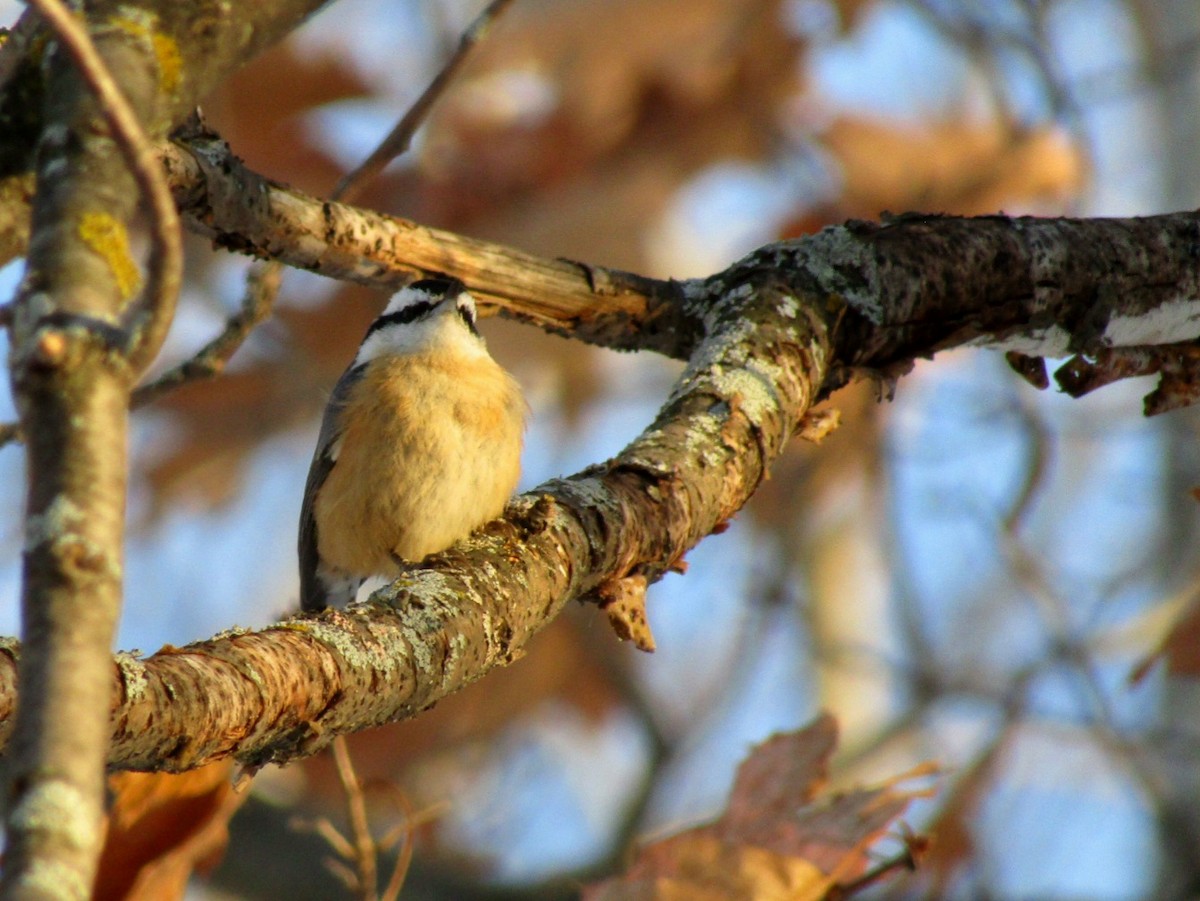 Red-breasted Nuthatch - ML647050214