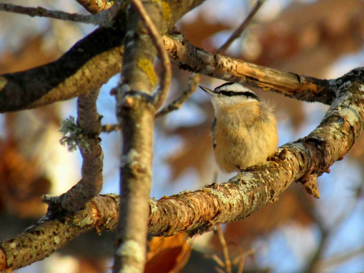 Red-breasted Nuthatch - ML647050216