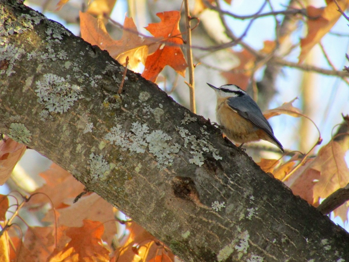 Red-breasted Nuthatch - ML647050217