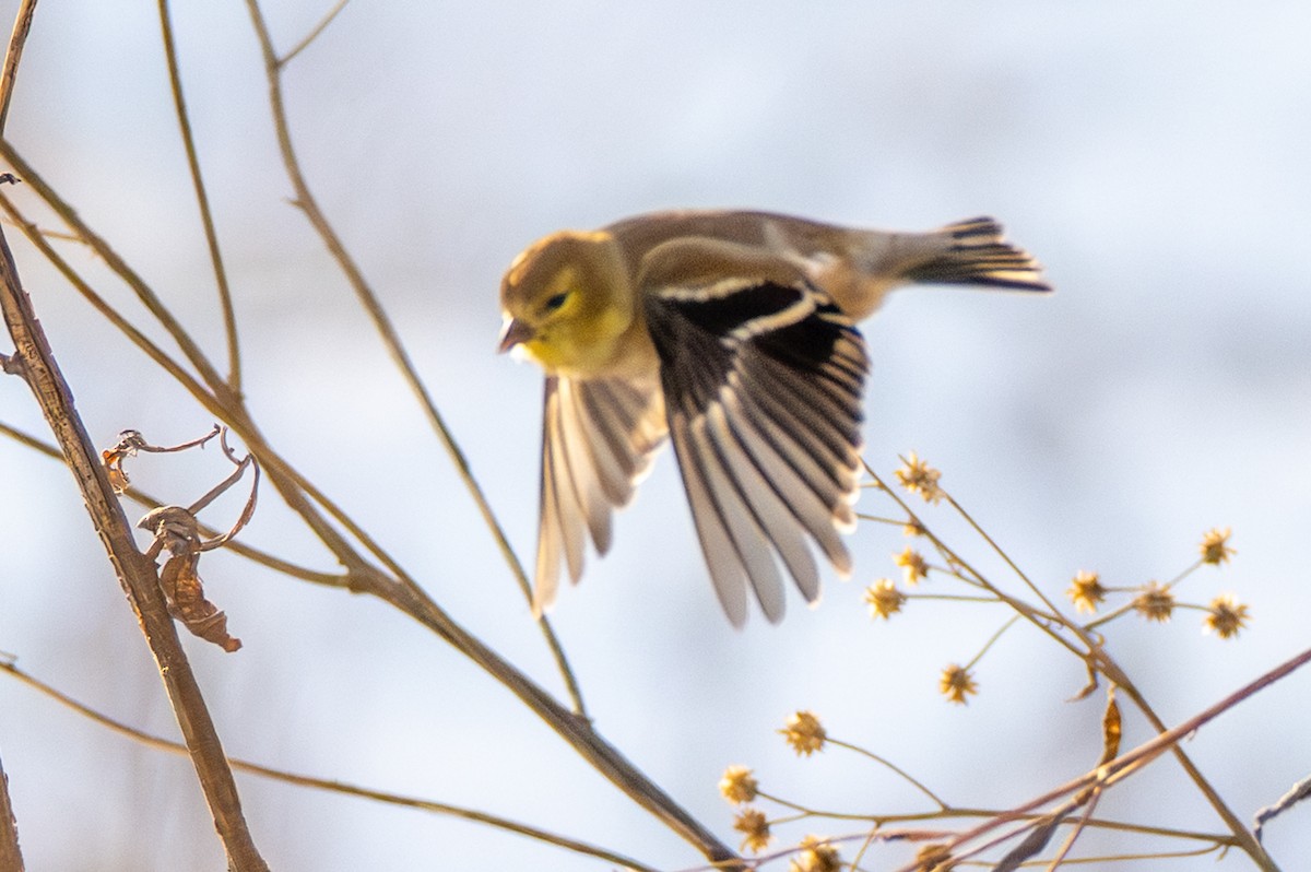 Altın İskete - ML647050230