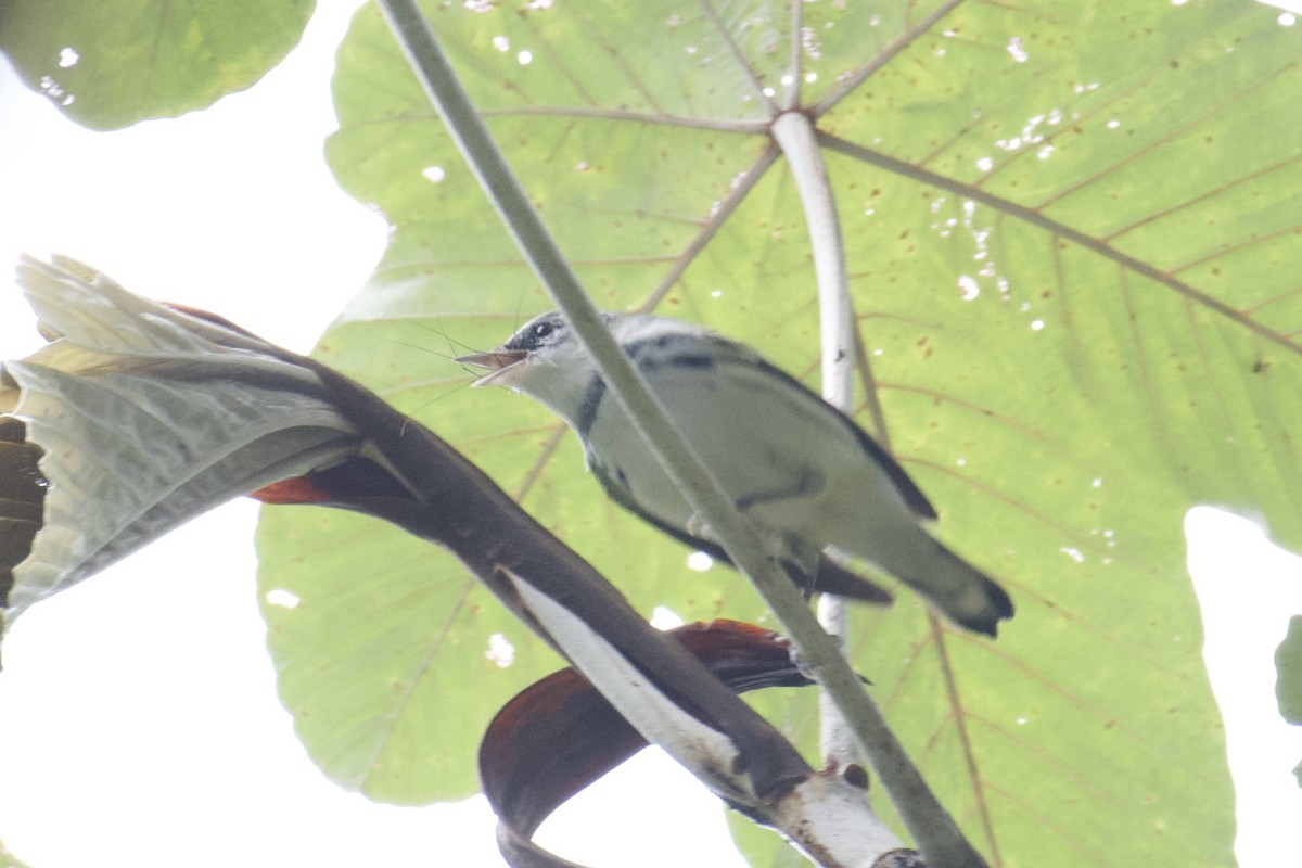 Cerulean Warbler - ML647050231