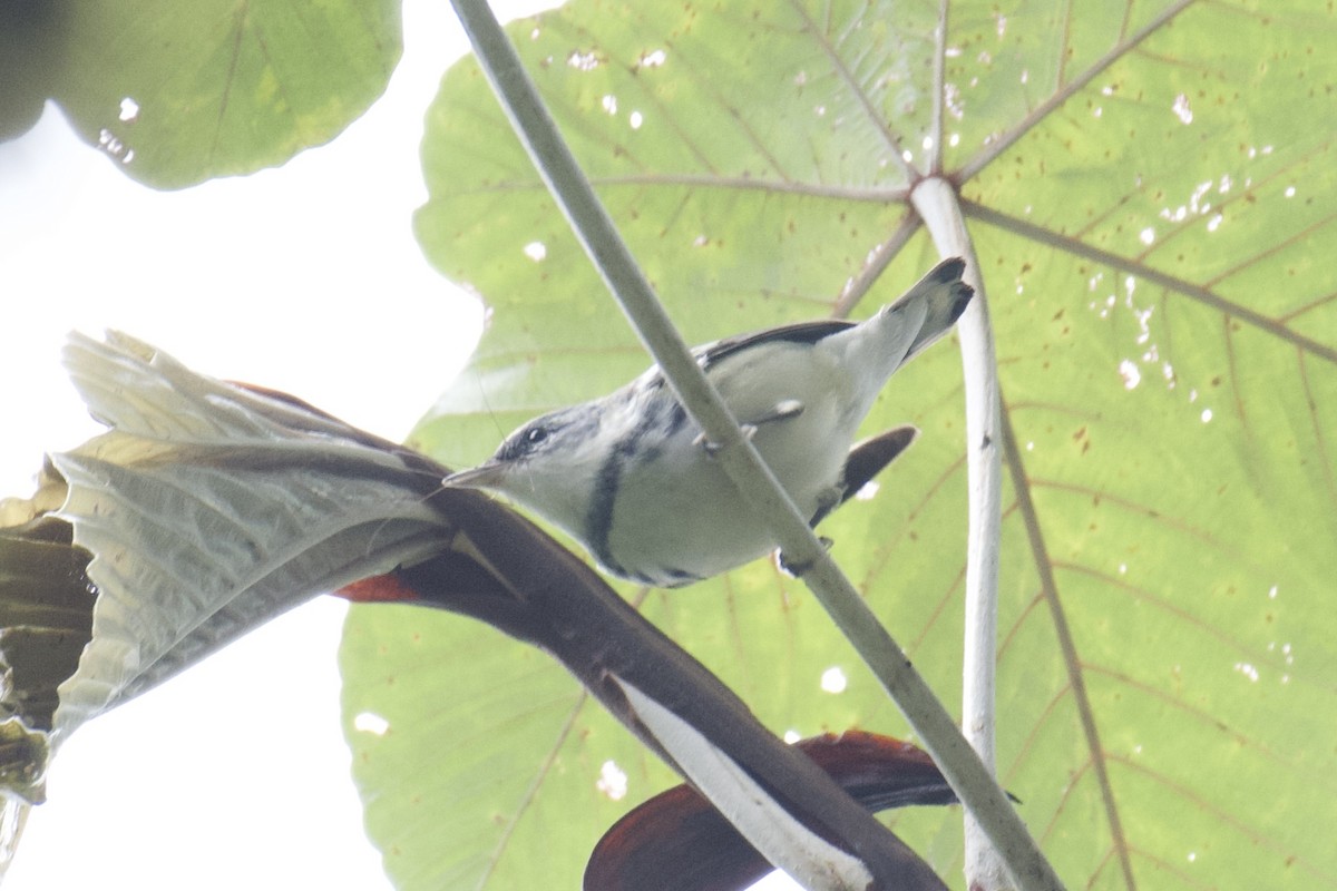 Cerulean Warbler - ML647050232