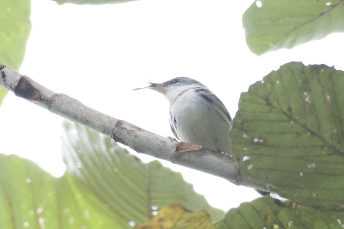Cerulean Warbler - ML647050234