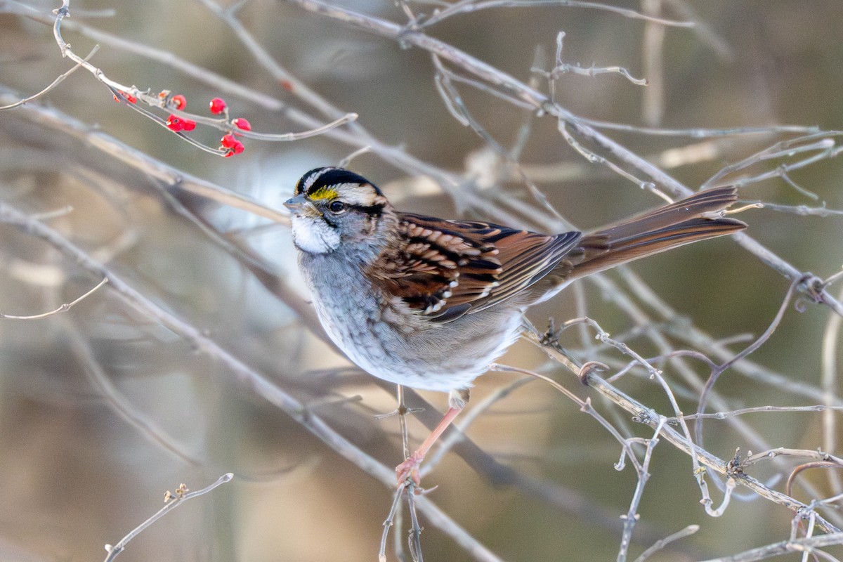 Chingolo Gorjiblanco - ML647050236