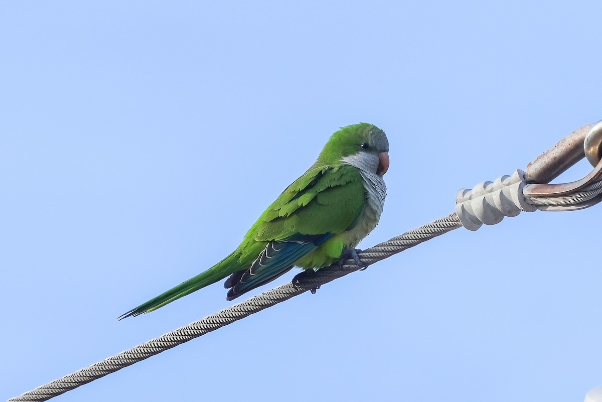 Калита сіроволий - ML647050241