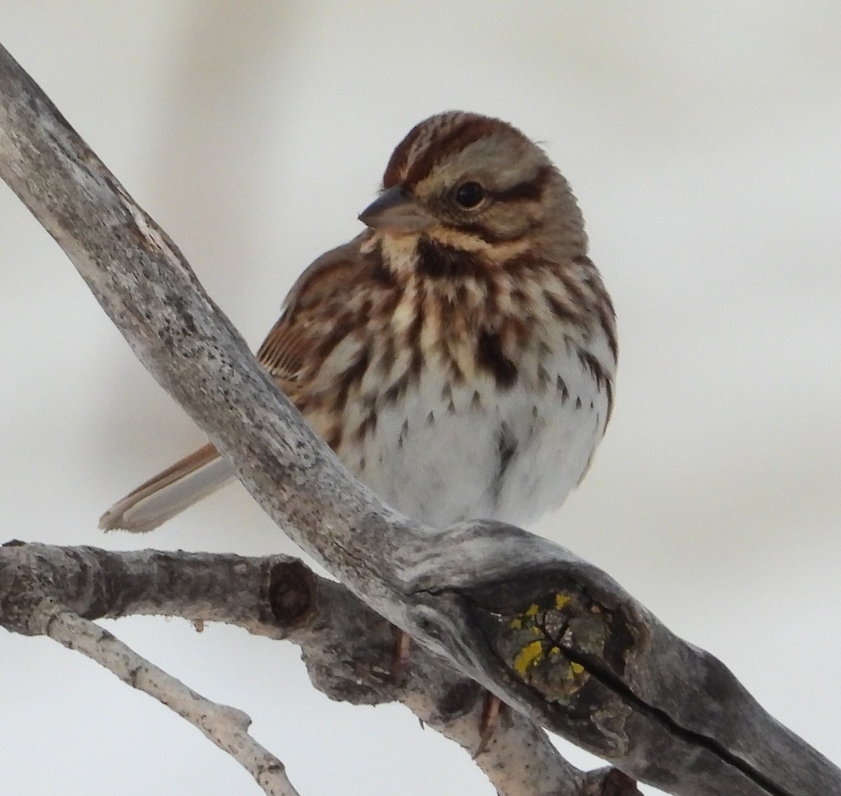 Song Sparrow - ML647050242
