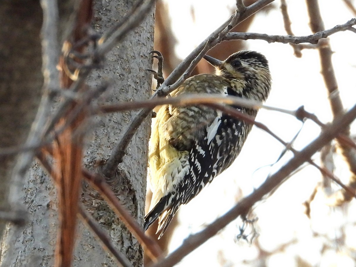 Yellow-bellied Sapsucker - ML647050249