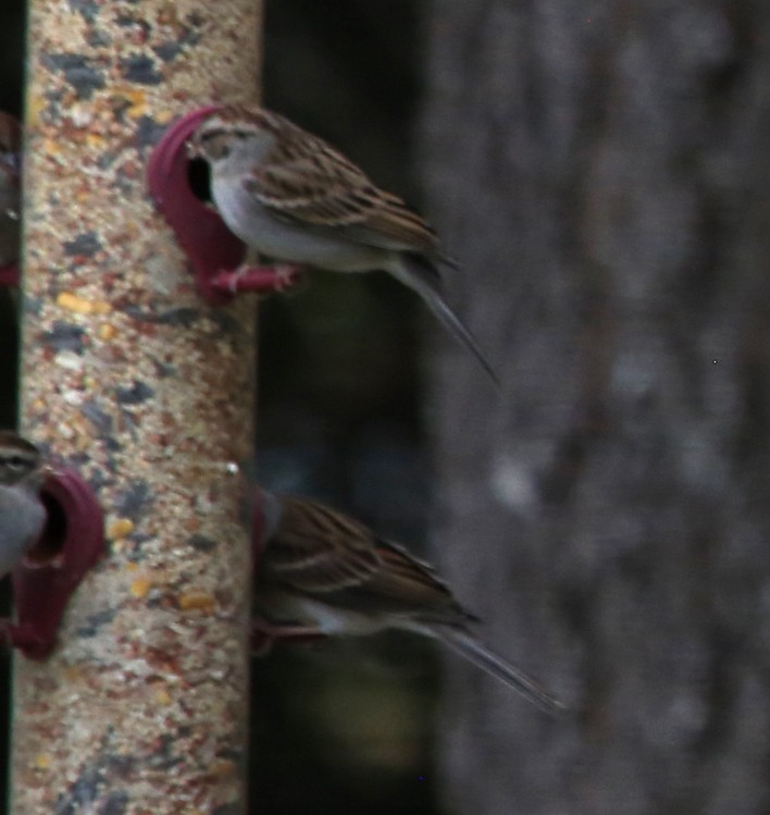Chipping Sparrow - ML647050250