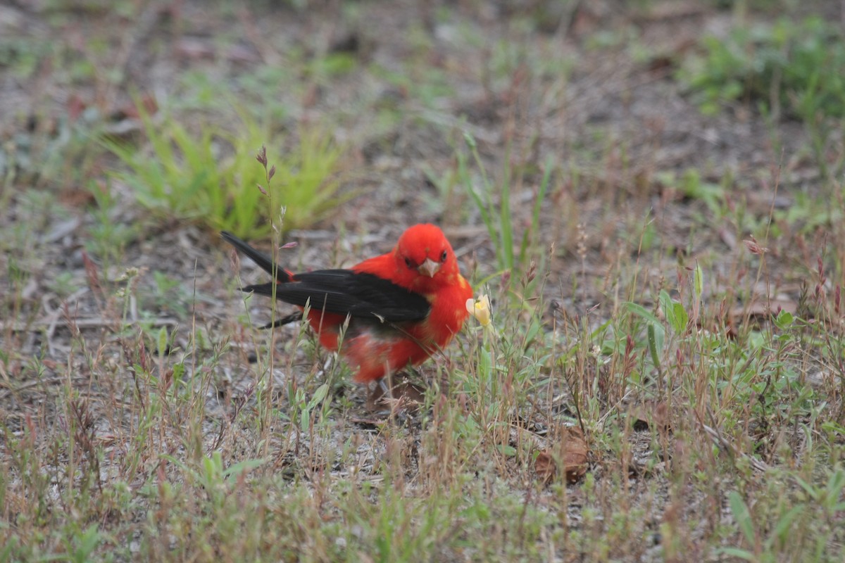 Scarlet Tanager - ML647050251