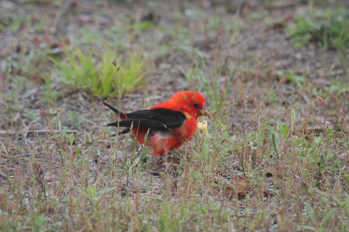 Scarlet Tanager - ML647050252