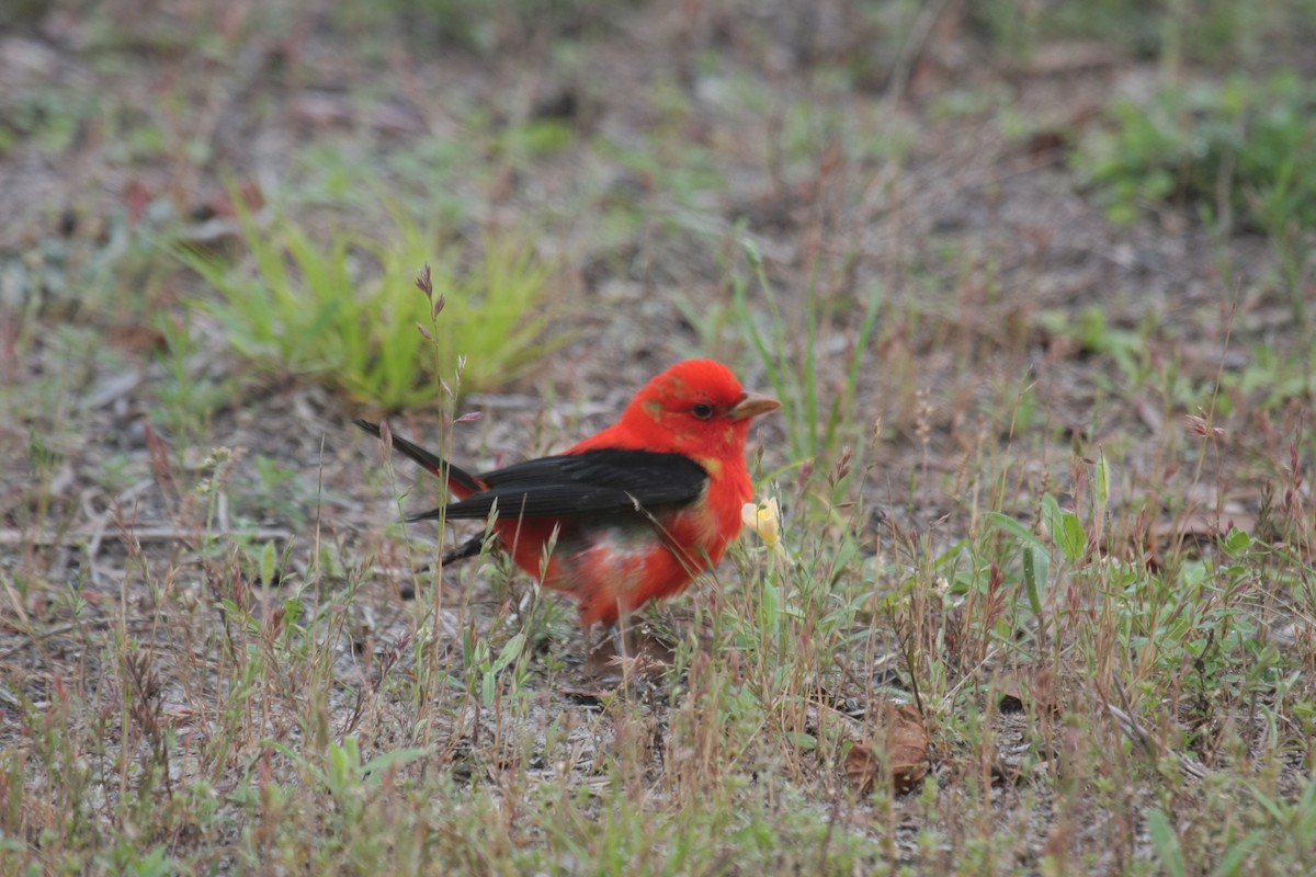 Scarlet Tanager - ML647050253