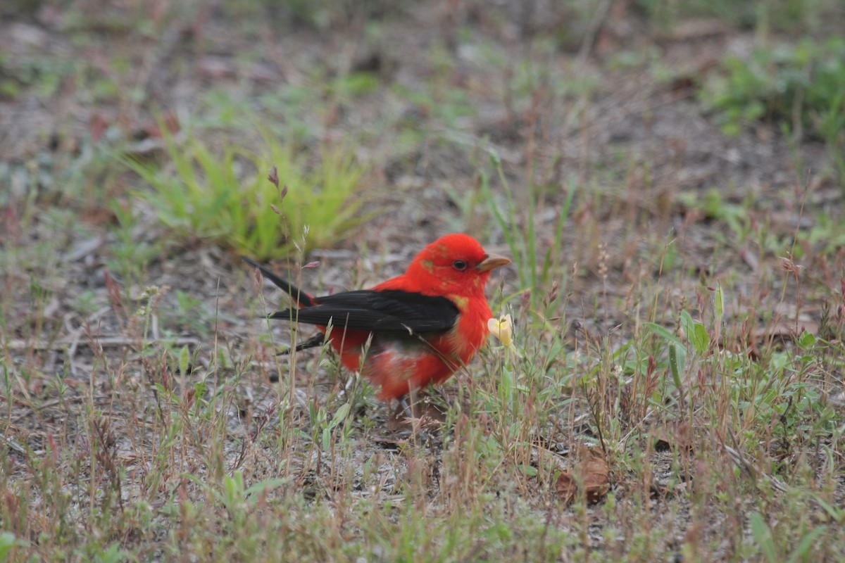 Scarlet Tanager - ML647050254