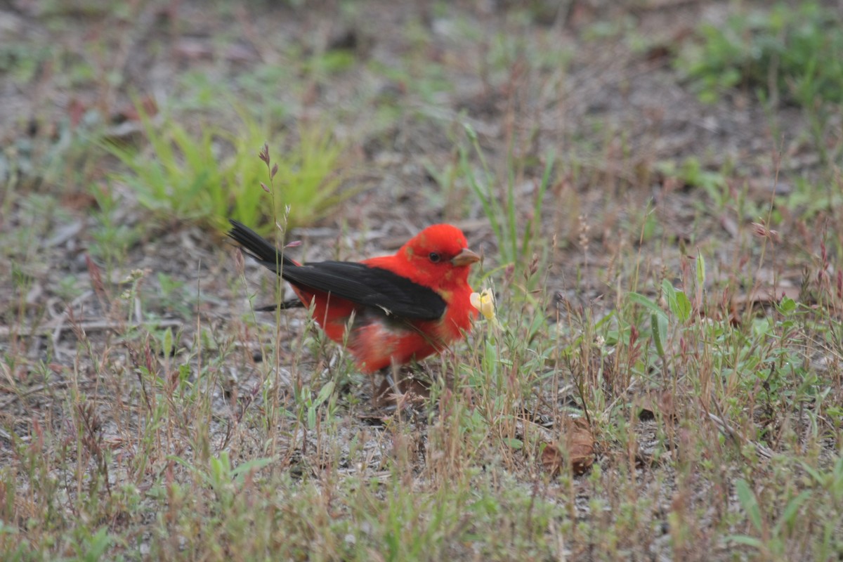 Scarlet Tanager - ML647050255