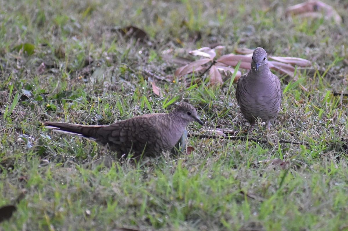 holoubek mexický - ML647050258