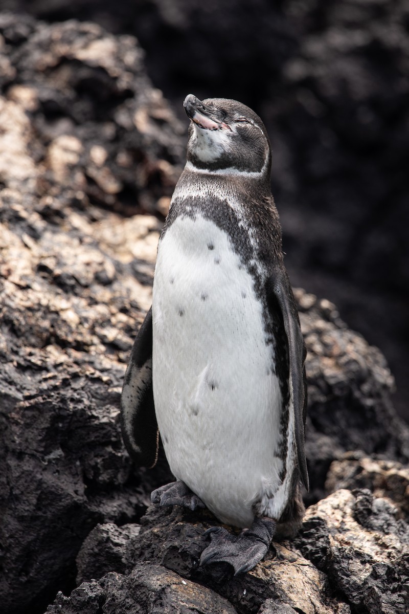 Galapagos Penguin - ML647050259