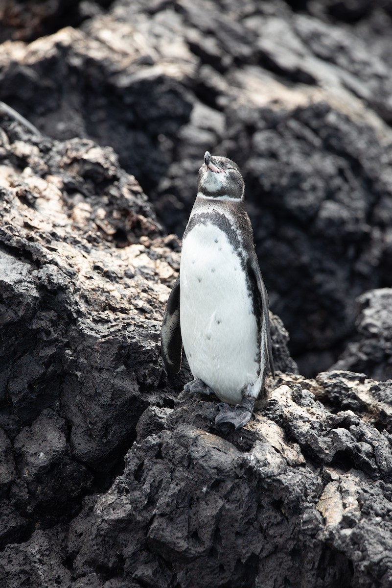 Galapagos Penguin - ML647050260
