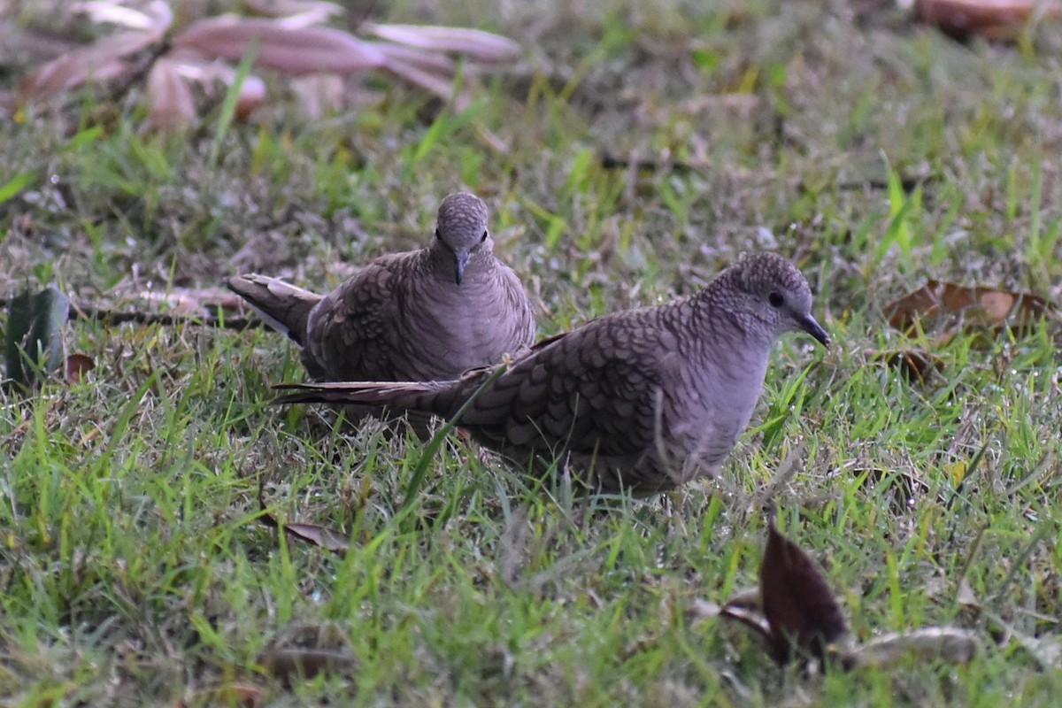 holoubek mexický - ML647050261