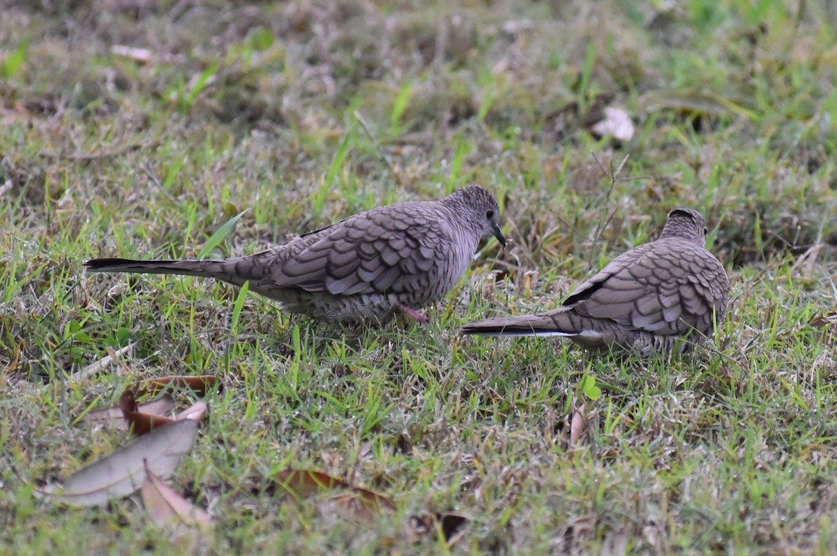 holoubek mexický - ML647050263